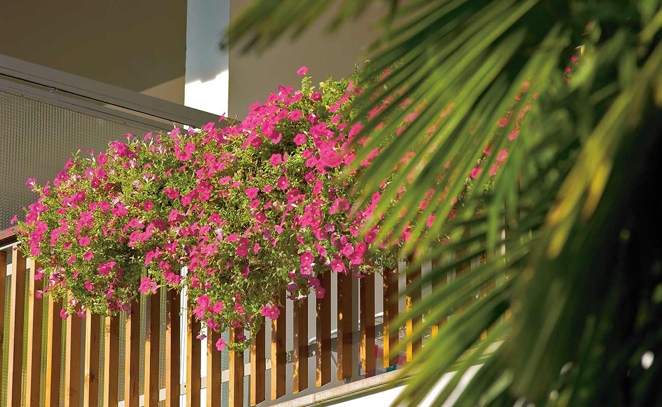 Pink petunias on the balcony