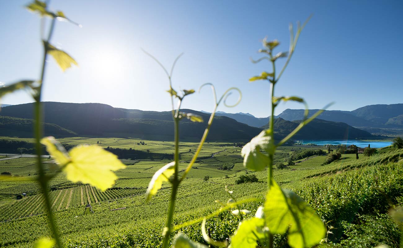 Vigneti che circondano il Lago di Caldaro