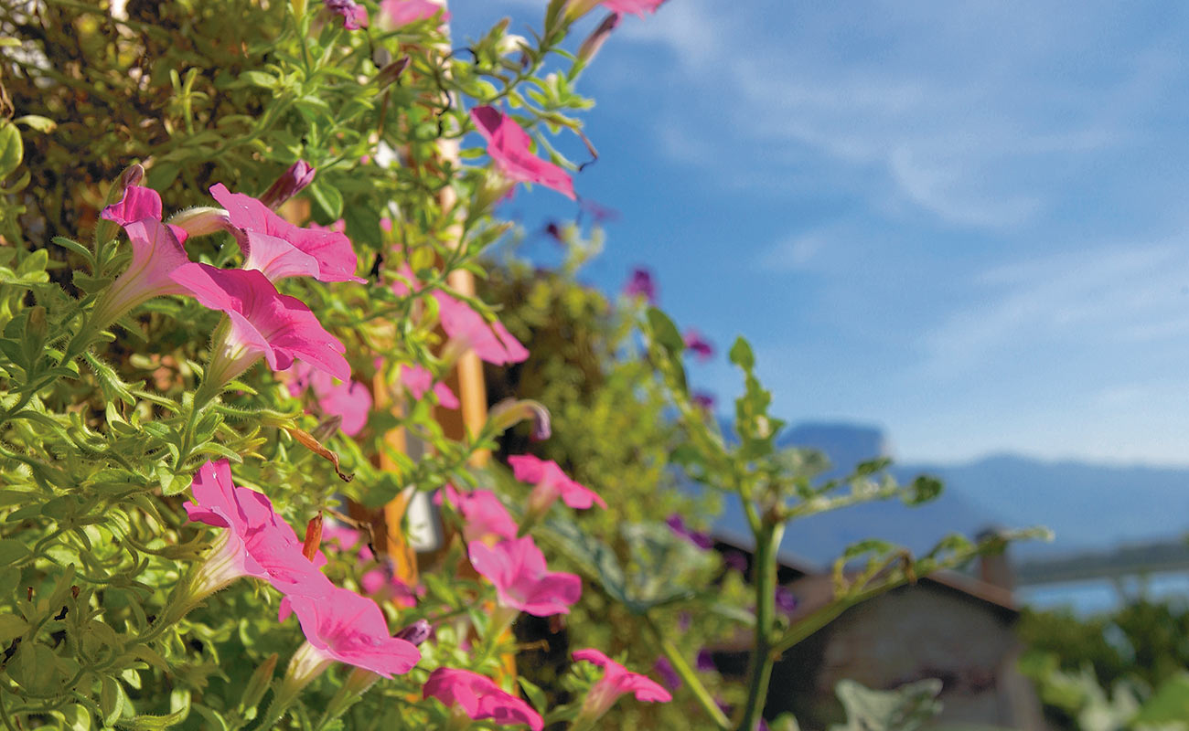 Rosa Petunien: Nahaufnahme mit blauem Himmel als Hintergrund