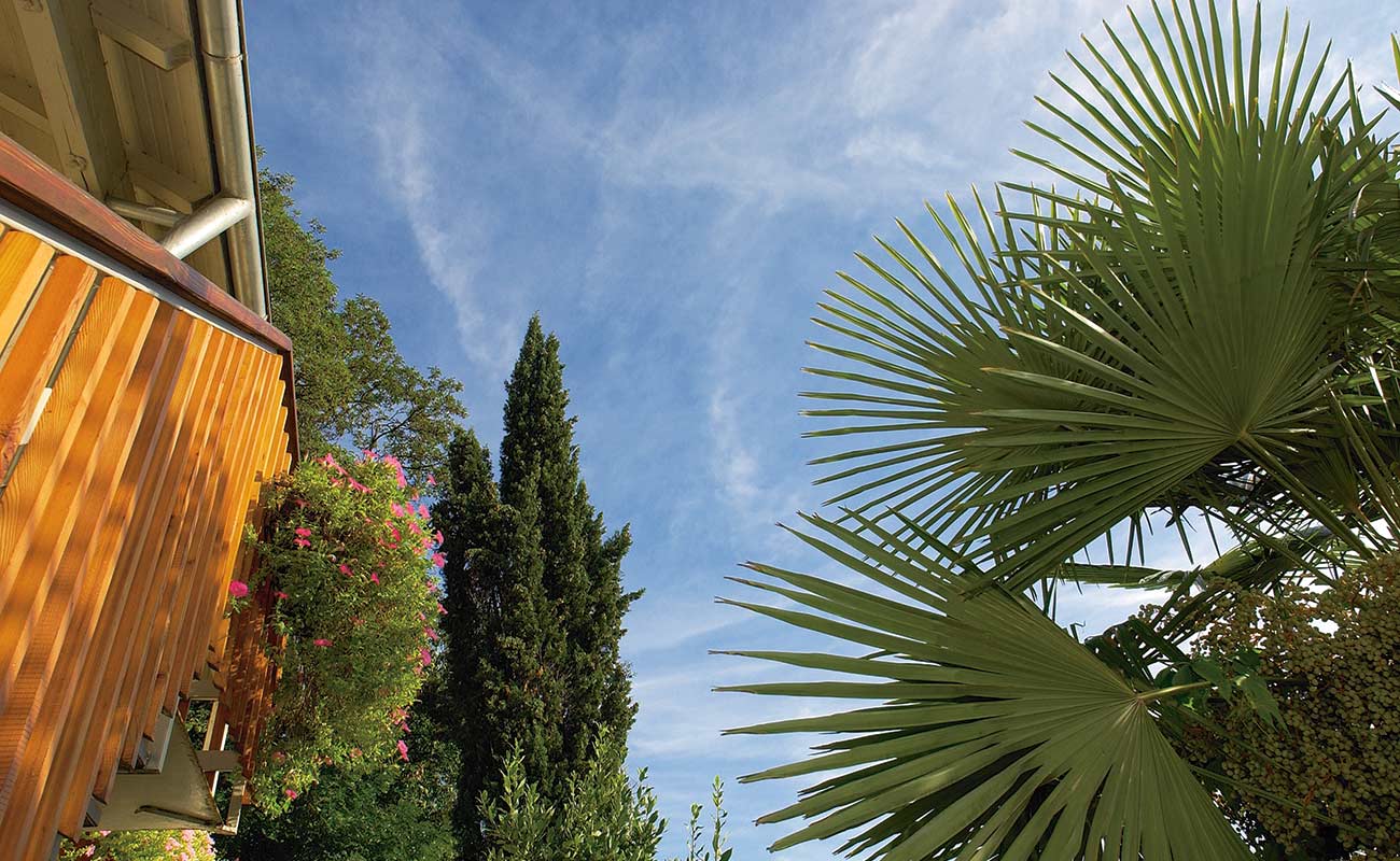 Palm trees and blue sky near Lake Caldaro