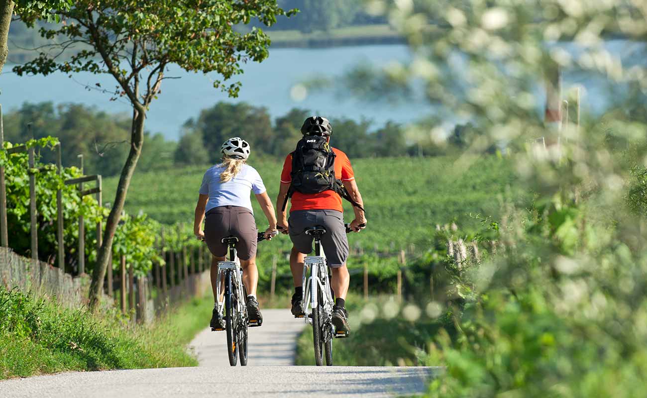 Ein Paar mit MTB, von hinten gesehen, auf einem Radweg rund um den Kalterersee, zwischen Weinreben und mitten im Grünen