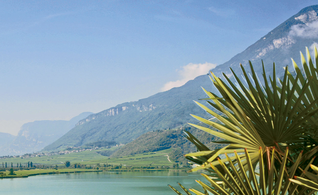 Palm trees around Lake Caldaro