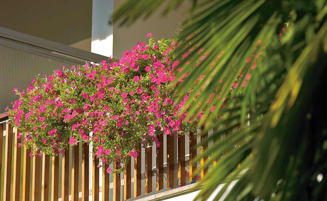 Balcone con petunie rosa